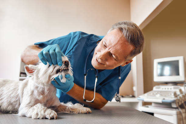 Best Emergency Dentist for Lost Fillings or Crowns in Grant Valkaria, FL